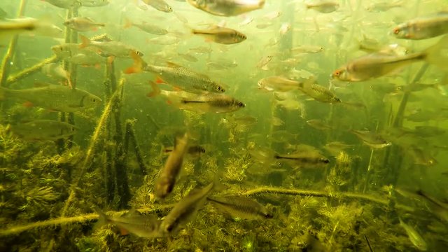 a flock of small fish under water in the river