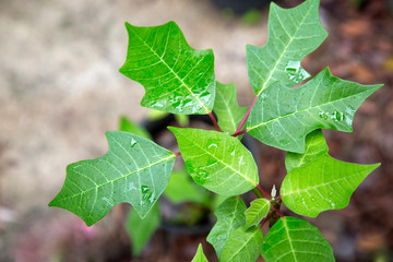 Wet poinsettia plant near Kuranda in Tropical North Queensland, Australia
