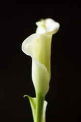 White calla lily flower on a black background.