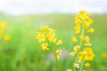Yellow wildflower close-up against the background of the field. Summer bright background image in yellow and green tones. Copy space.