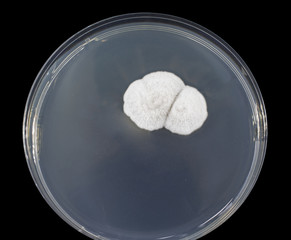 Colony of mold fungus cultivated from indoor air on Petri dish with Sabourad dextrose agar