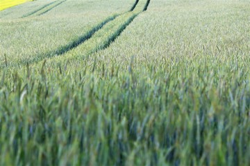 green wheat field