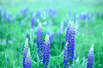 Natural flowers and herbs in the summer forest