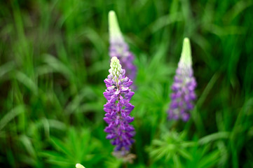 Natural flowers and herbs in the summer forest