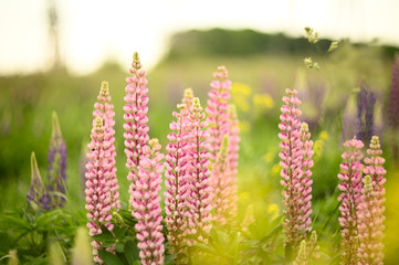 Natural flowers and herbs in the summer forest