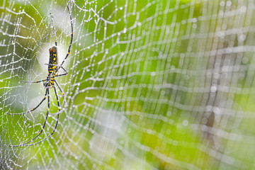 Golden silk orb-weaver or Giant Wood Spider ( Nephila pilipes jalorensis ) on web with water drops 