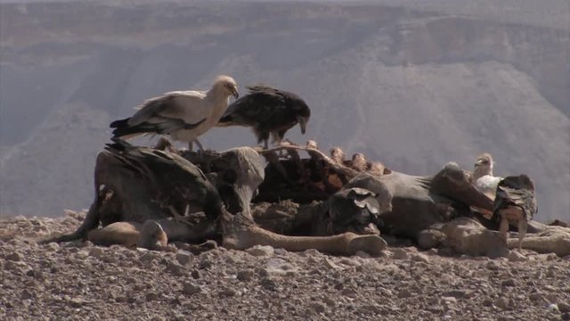 Griffon vultures feeding on camel in feeding station, Sde Boker Israel