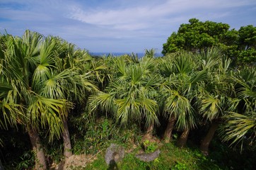 椰子の木の群生