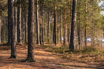 Obraz premium trunks of pines in the Finnish forest in the spring
