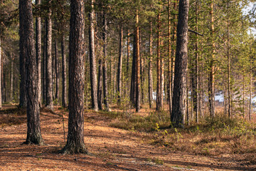 trunks of pines in the Finnish forest in the spring