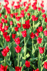 Beautiful garden view of red flowers.