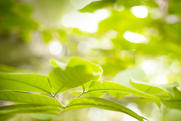 The green leaf on blurred background in forest. Wallpaper natural concept with copy space for text.