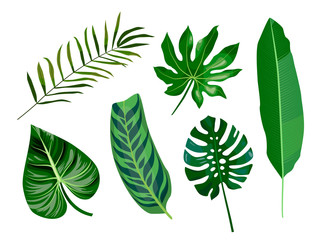 Fototapeta na wymiar Vector cartoon flat set of tropical leaves, palms, aralia, banana, monstera leaf. Isolated elements for design. Graphic outline drawing collection herb and vegetation monsoon rainforest