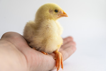 chick in hand. Care concept.
