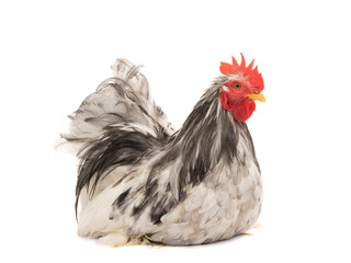 Cochin rooster isolated on white