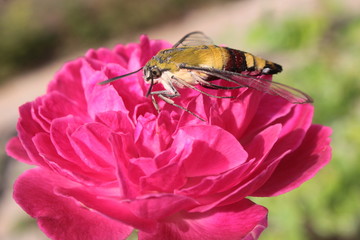 pellucid hawk moth