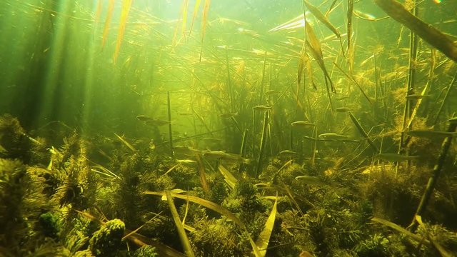 a flock of small fish under water in the river