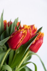 Bouquet of beautiful red tulips