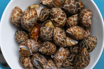 Babylonia areolata or Spotted babylon .Babylonia areolata or Spotted babylon