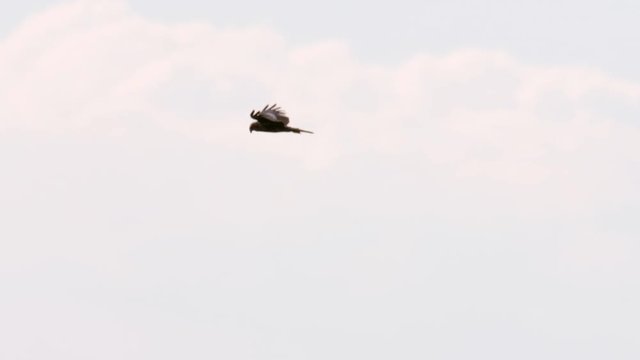 Western Marsh Harrier (Circus aeruginosus) flying in mid air looking for prey on the ground.