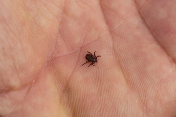 Ixodes ricinus, the castor bean tick, is a chiefly European species of hard-bodied tick. Carrier Lyme disease and tick-borne encephalitis on the human arm.
