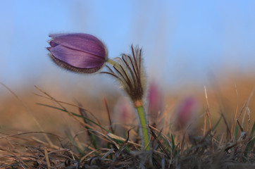 Spring flower Pasqueflower- Pulsatilla grandis