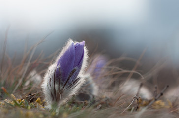 Spring flower Pasqueflower- Pulsatilla grandis, one violet flower on meadow, a moment sunrise.