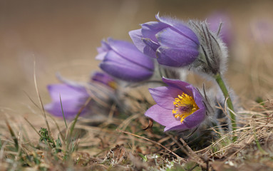 Spring flower Pasqueflower- Pulsatilla grandis on meadow