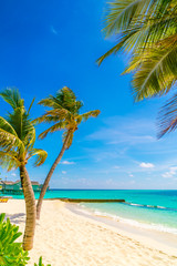 Beautiful tropical Maldives island, white sandy beach and sea  with palms tree around .