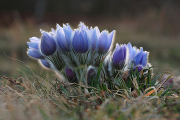 Spring flower Pasqueflower- Pulsatilla grandis