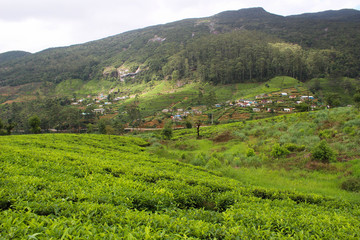 Naklejka premium Tea plantation fields in Sri Lankan - Nuwara Eliya, (Hill Country)