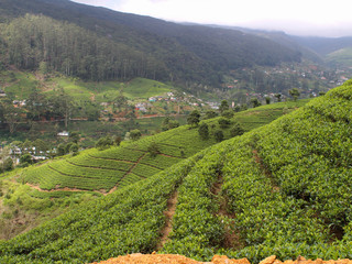 Fototapeta na wymiar Tea plantation fields in Sri Lankan - Nuwara Eliya, (Hill Country)
