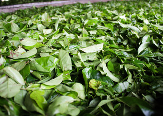 Fermentation of tea leaves, drying process in tea factory - Sri Lanka 