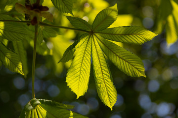 chestnut leaf, detail in backlit