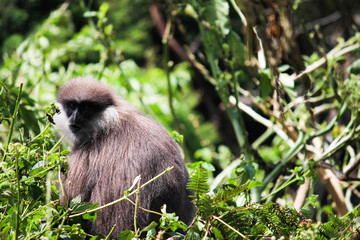 Purple-faced langur monkey - Ella, Sri Lanka 