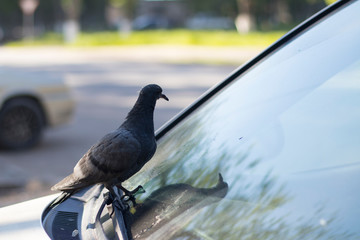 Young pigeon sitting on the windshield of the car. Concept: revenge, shit happens