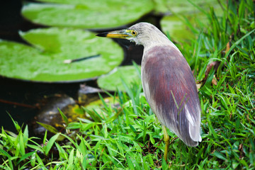 Indian Pond (Ardeola Grayii) Herron or Paddybird - Sri Lanka 