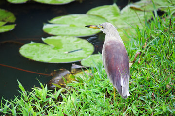 Indian Pond (Ardeola Grayii) Herron or Paddybird - Sri Lanka 