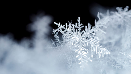 snowflake, little snowflake on the snow