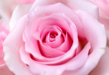 Pink rose as background