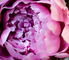 Pink peony as background