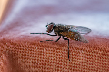 fly