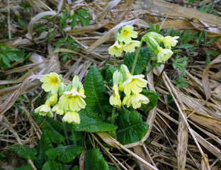 schl&uuml;sselblume im fr&uuml;hling