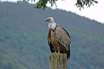 Gänsegeier (Gyps fulvus)