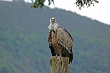 Gänsegeier (Gyps fulvus)