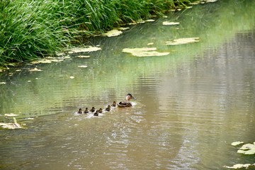 Wild duck with little ducks