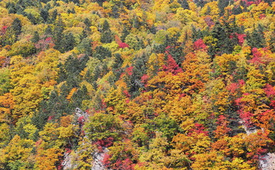 北海道の紅葉風景