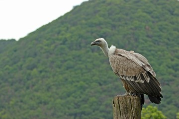 Gänsegeier (Gyps fulvus)