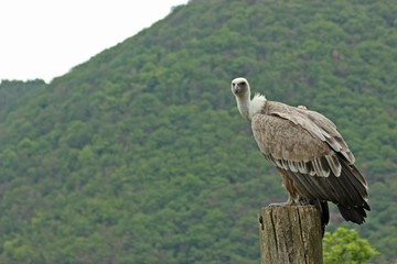 Gänsegeier (Gyps fulvus)