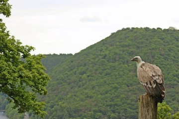 Gänsegeier (Gyps fulvus)